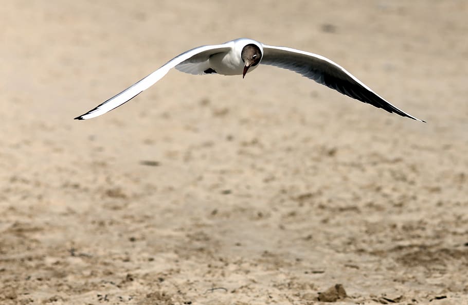 approach, beach, ease, bird, animal themes, flying, animals in the wild HD wallpaper