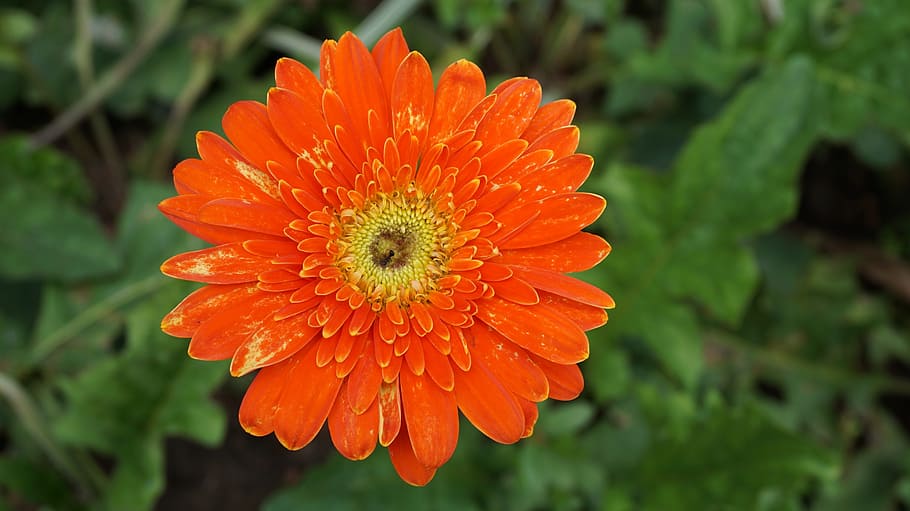 gerbera, daisy, flowers, red, bouquet, open, plant, bloom, green HD wallpaper