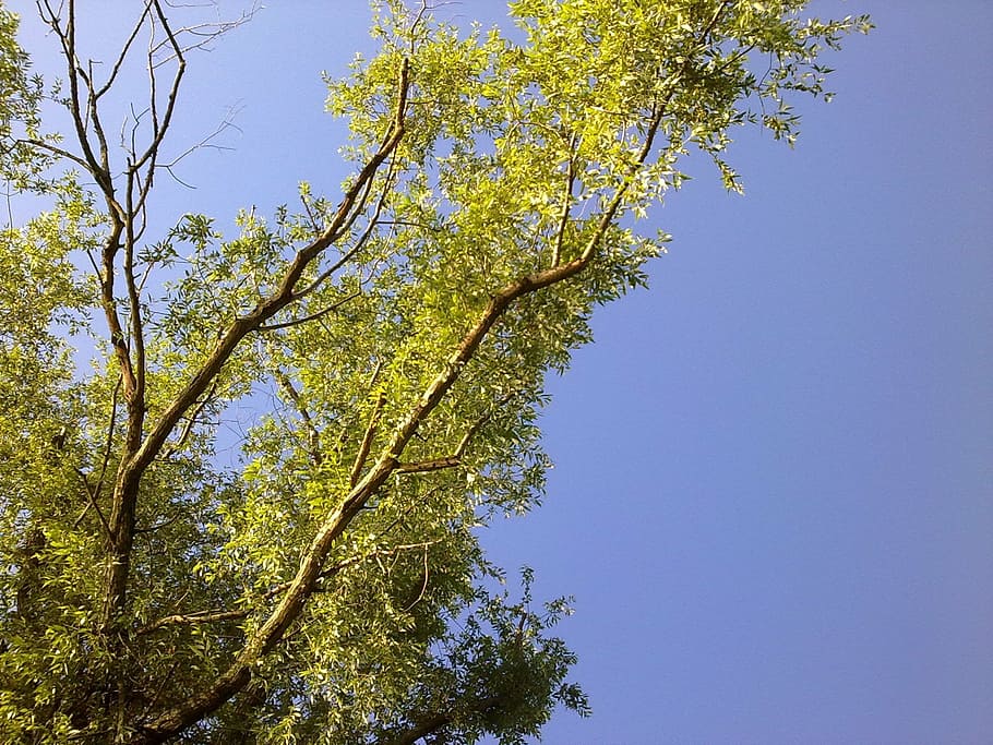 sky, tree, landscape, plant, low angle view, beauty in nature HD wallpaper