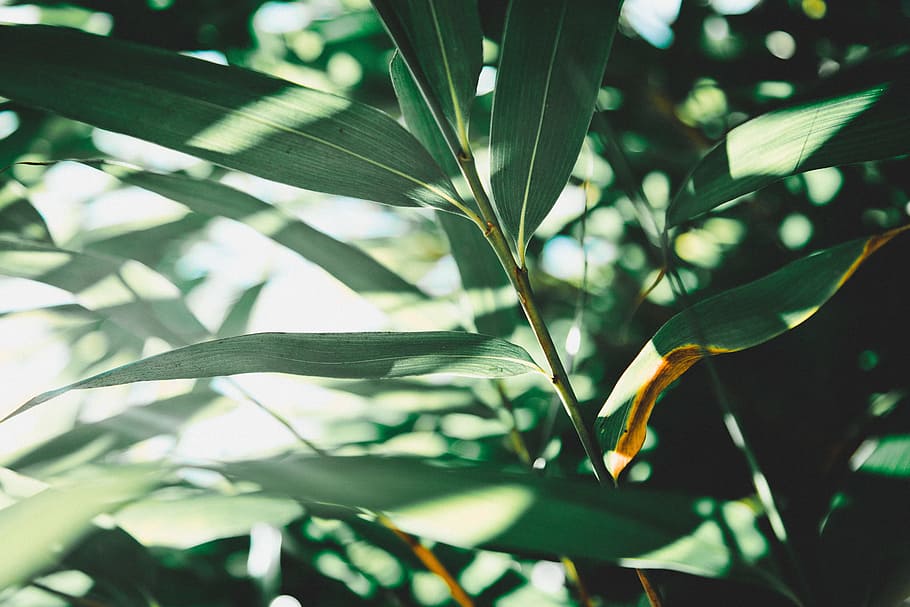 photo of green leafed plant, green leaves at daytime, tilt shift photography HD wallpaper