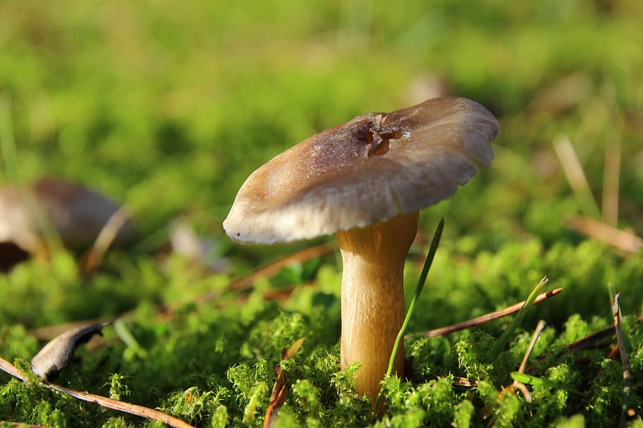 Mushroom, Moss, Forest, Forest Floor, lamellar, close, fairy tale forest HD wallpaper