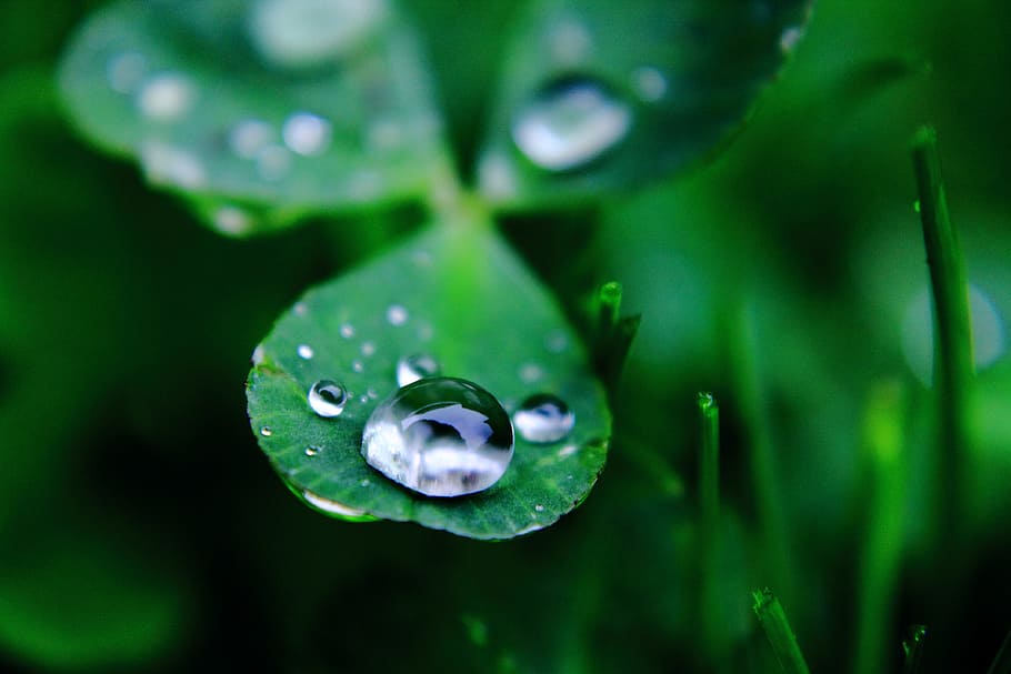 leaf, drop, flora, dew, rain, nature, droplet, growth, desktop HD wallpaper