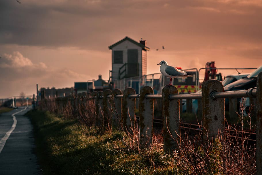 Gull, white perching bird on fence animated wallpaper, seagull HD wallpaper