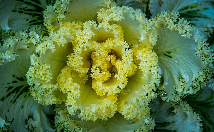 nature, plant, cabbage, flower, close-up, flowering plant, freshness HD wallpaper