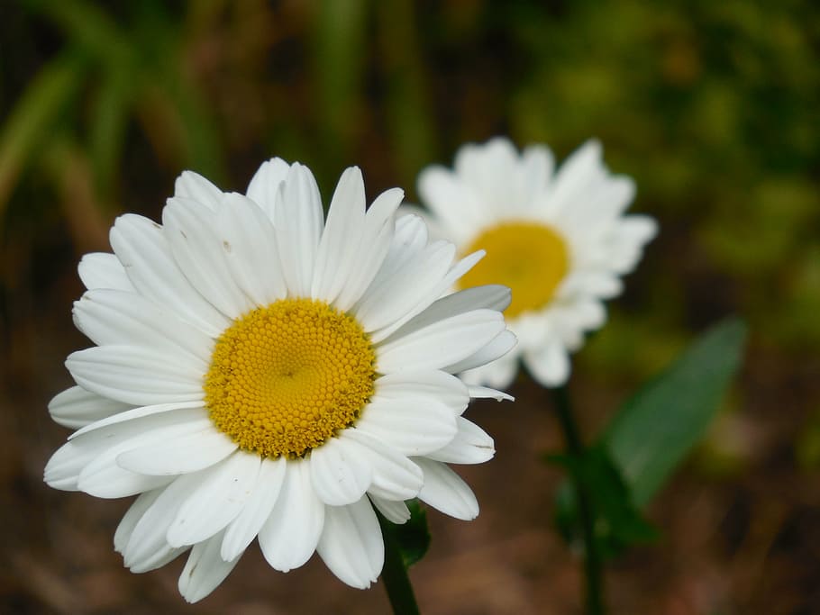 flower, daisy, nature, spring, floral, white, plant, summer HD wallpaper
