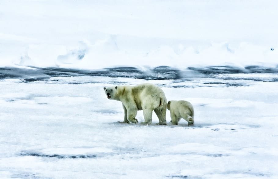 two white Polar bears, arctic, sea, ocean, wildlife, animals, HD wallpaper