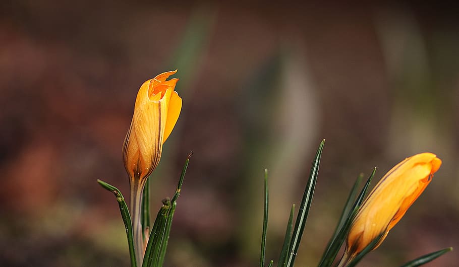 bokeh photography of two yellow flowers, garden, spring, crocus HD wallpaper