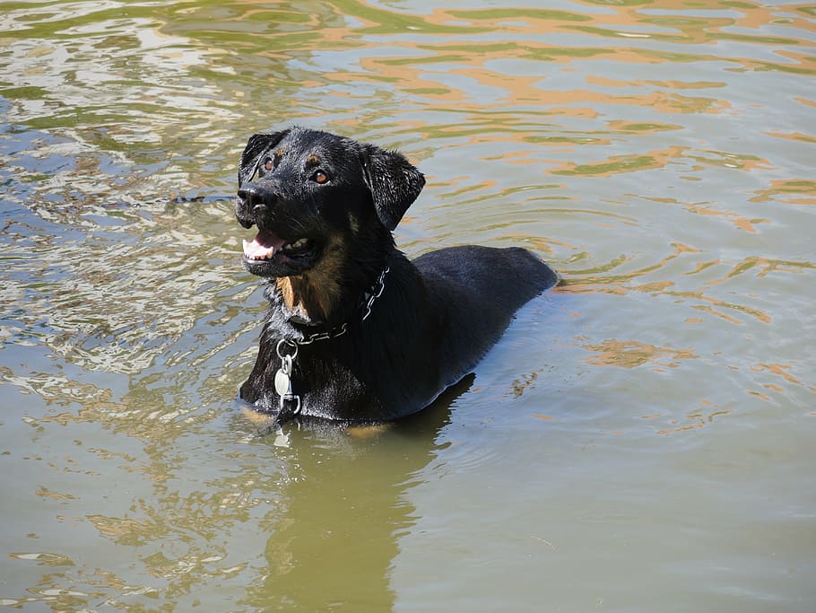 dog, rottweiler, water, pond, surface, nature, black, animal