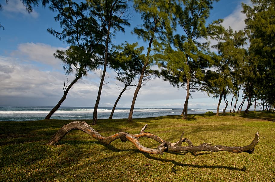 nature, landscape, branch, waters, sky, mauritius, island, beach, HD wallpaper