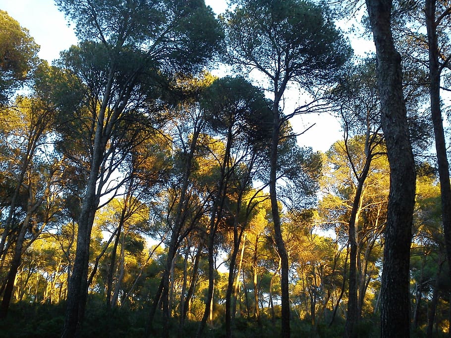 pine trees, mallorca, landscape, fresh, wood, forest, nature HD wallpaper