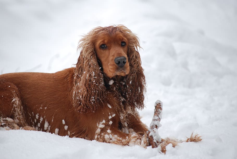 adult red English cocker spaniel lying on snow, dog, coocker HD wallpaper