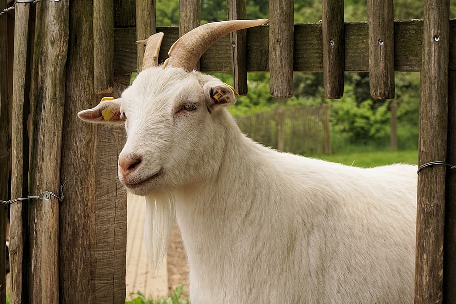 goat, domestic goat, animal, horns, billy goat, pet, goat's head, HD wallpaper