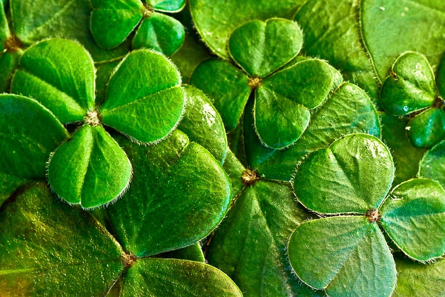 close-up photography of green leaf plant, shamrocks, clover, st patrick's day, HD wallpaper