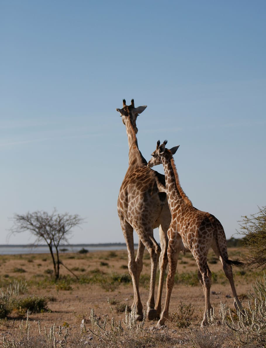 giraffe, wild, safar, namibia, wildlife photography, south africa HD wallpaper