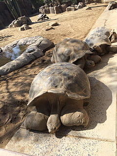 galapagos, turtle, shell, big, tortoise, animal, wildlife, giant HD wallpaper