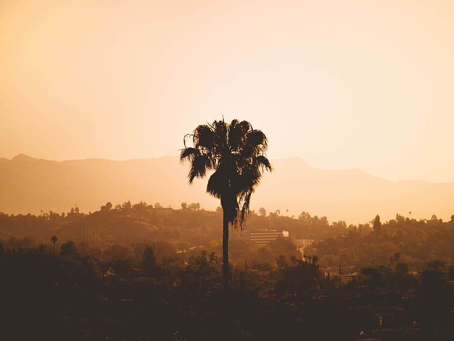 palm tree on sepia photography, palm tree at sunset, haze, silhoutte, HD wallpaper