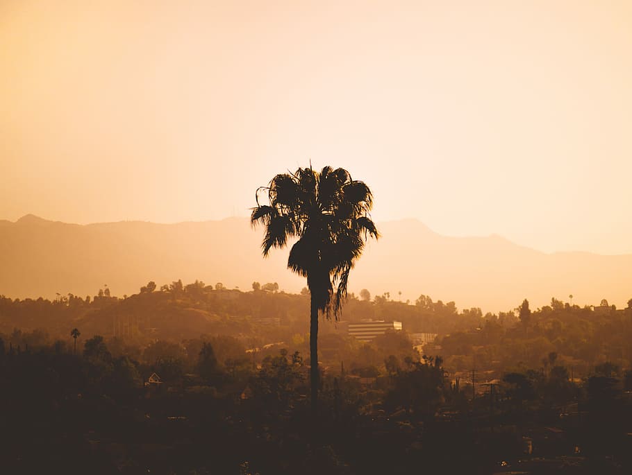 tree-palm-haze-silhoutte.jpg