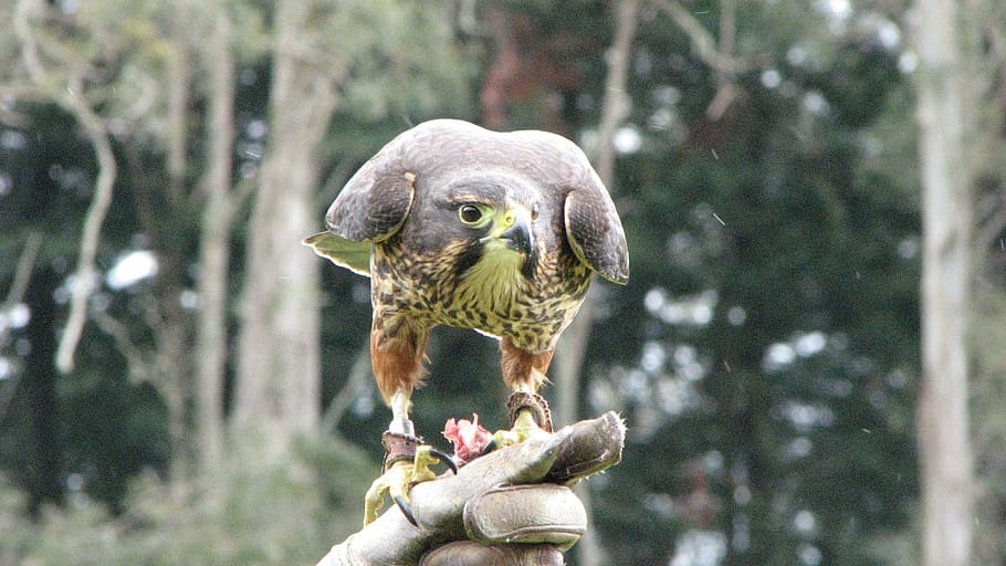 falcon, bird, nature, vertebrate, animal wildlife, animals in the wild HD wallpaper