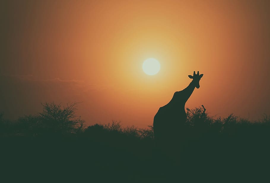 giraffe beside tree during sunset, silhouette of giraffe, Evening HD wallpaper