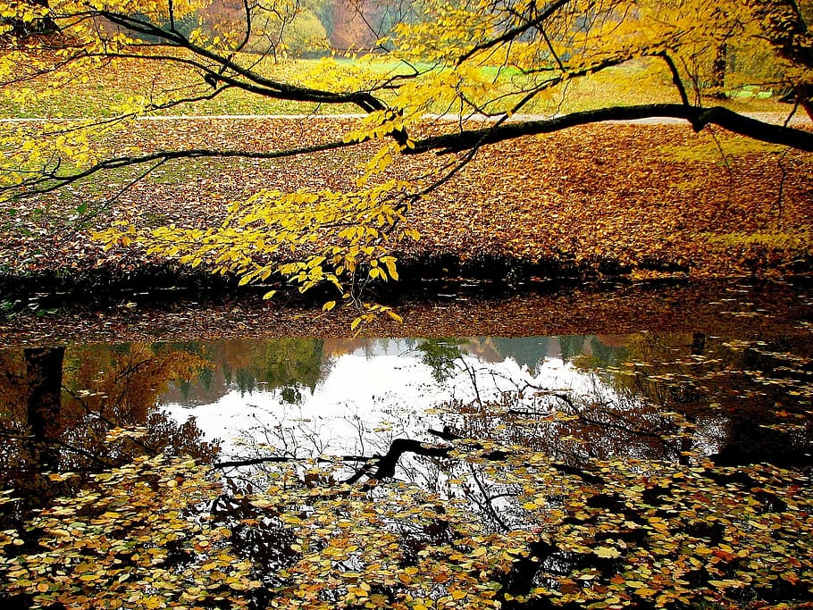 Water, Mirror Image, Forest, Mirroring, trees, branch, reflections HD wallpaper