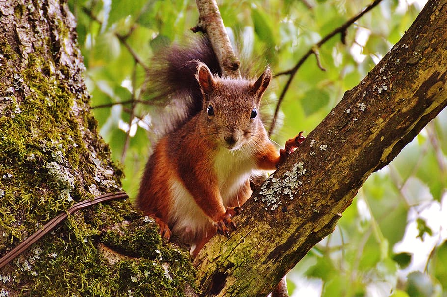 brown and white squirrel on brown tree, nager, cute, nature HD wallpaper
