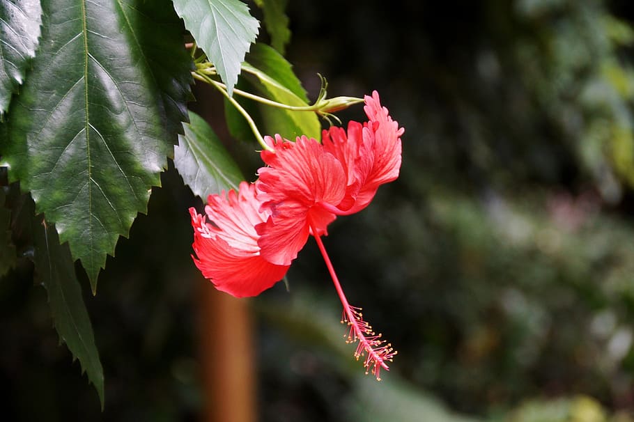 hibiscus, flower, macro, red, plant, flowering plant, beauty in nature HD wallpaper