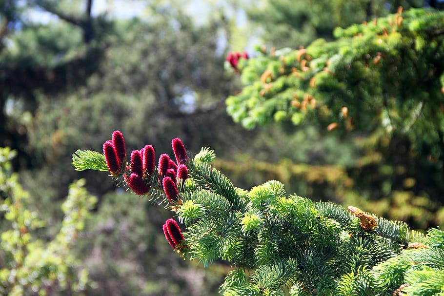 Tree, Pine Cones, Pine, Cone, Nature, forest, plant, green HD wallpaper