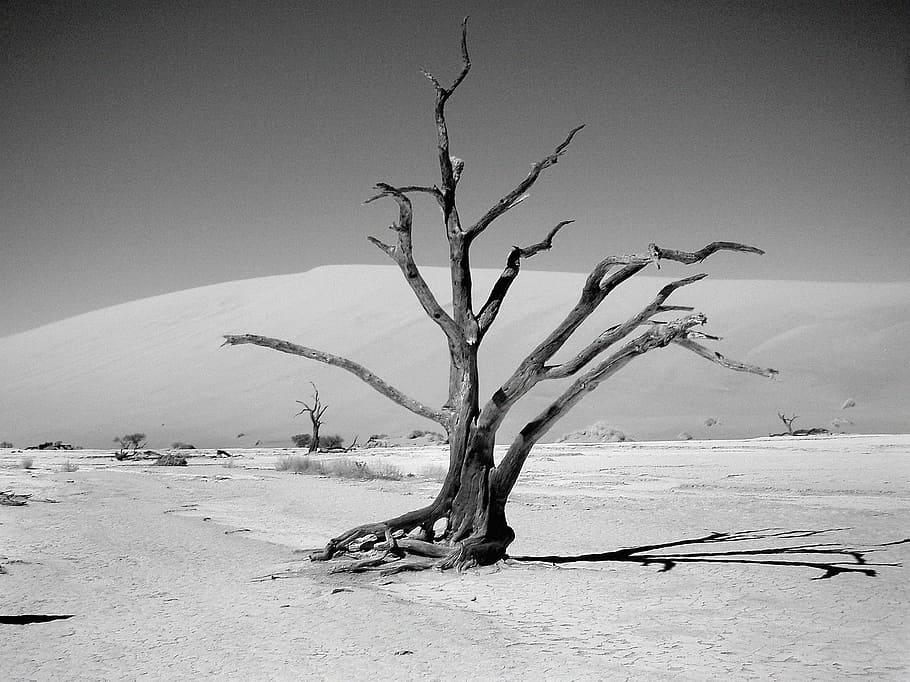 gray scale photography of bare tree in desert, dunes, dune sea HD wallpaper