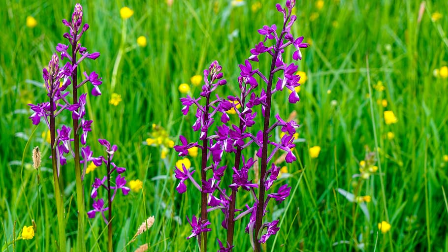 flower, prado, spring, wild flowers, prairie, flowering plant HD wallpaper