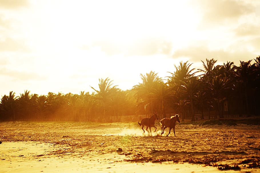 nature, horses, sol, mammal, animal themes, domestic animals HD wallpaper