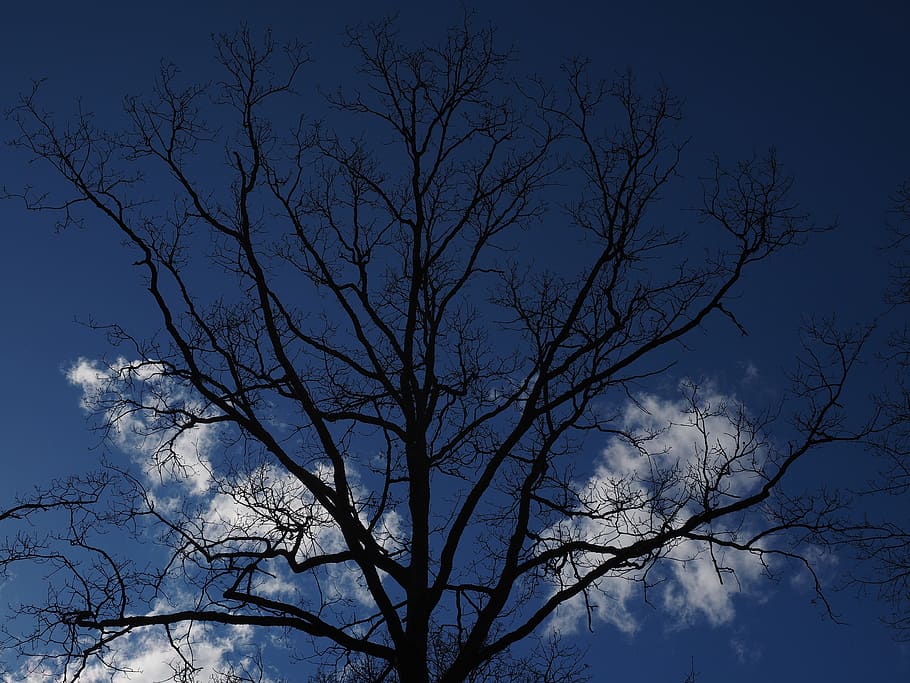 oak, tree, aesthetic, sky, branch, plant, low angle view, bare tree HD wallpaper