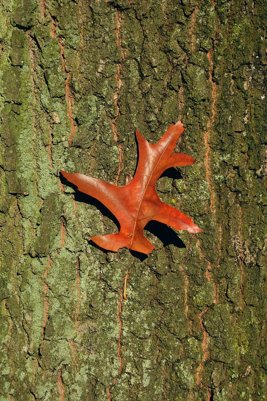 brown leaf on tree trunk, baustamm, tree bark, oak leaf, autumn HD wallpaper