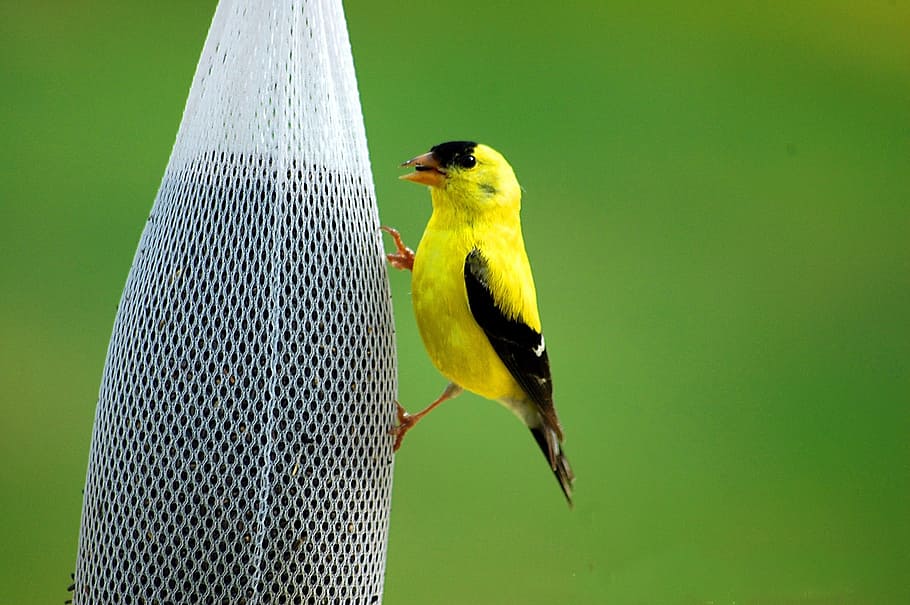yellow and black bird on white net, golden finch, avian, wildlife