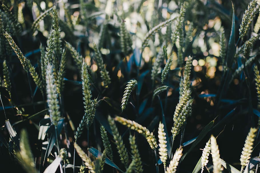 closeup photography of green grass, wheat, harvest, corn, crop HD wallpaper
