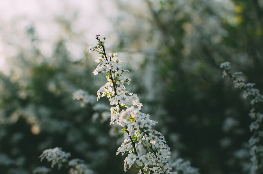 white flower plant, white cluster flowers in closeup photo, Heliotrope HD wallpaper