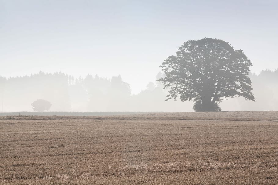 Tree, Arable, Field, Landscape, Forest, agriculture, autumn HD wallpaper