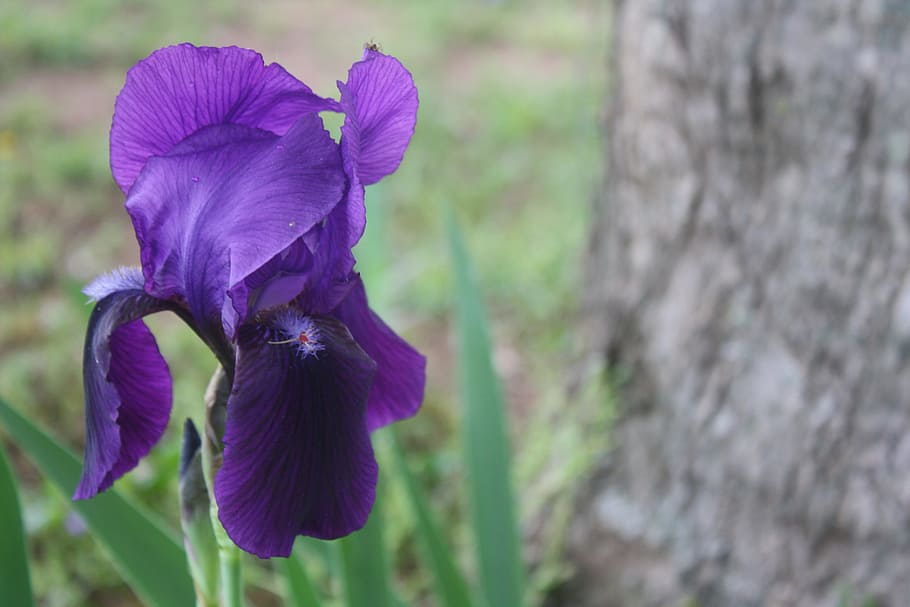 Iris, Purple, Perennial, Bloom, Spring, violet, flowering, petal HD wallpaper