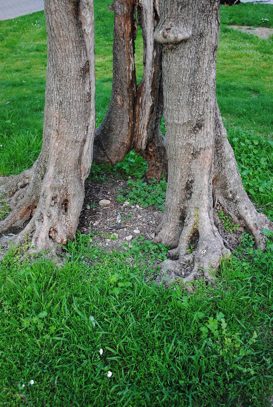 olive tree, log, olive root, structures, gnarled, old tree HD wallpaper