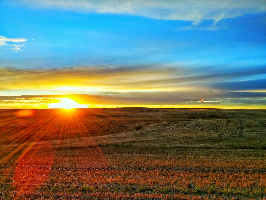 green field with red flowers horizon, prairie, sunset, landscape, HD wallpaper