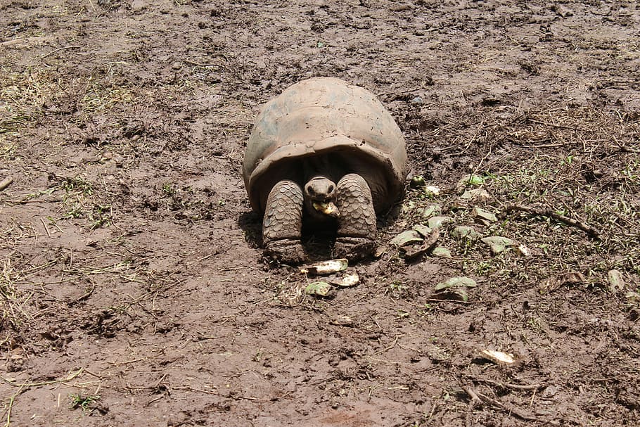 Animals, Turtle, Reptile, one animal, day, no people, outdoors