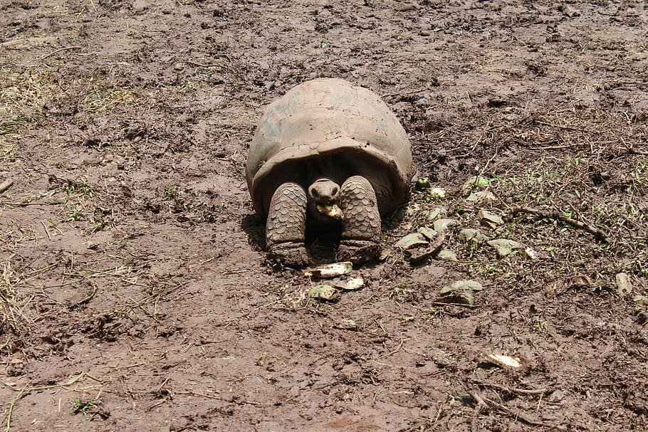 Animals, Turtle, Reptile, one animal, day, no people, outdoors HD wallpaper
