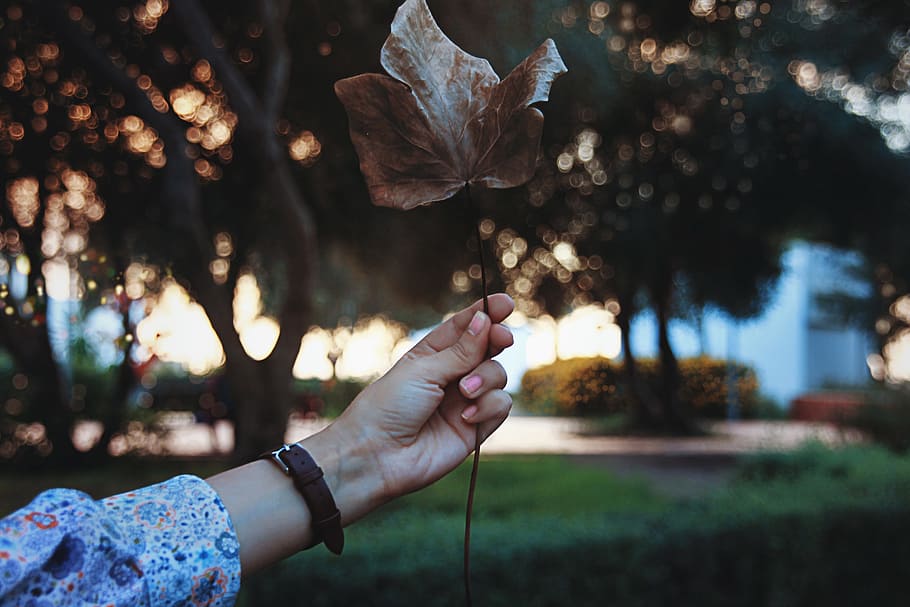 leaf, hand, arm, watch, tree, plant, nature, outdoor, human hand HD wallpaper