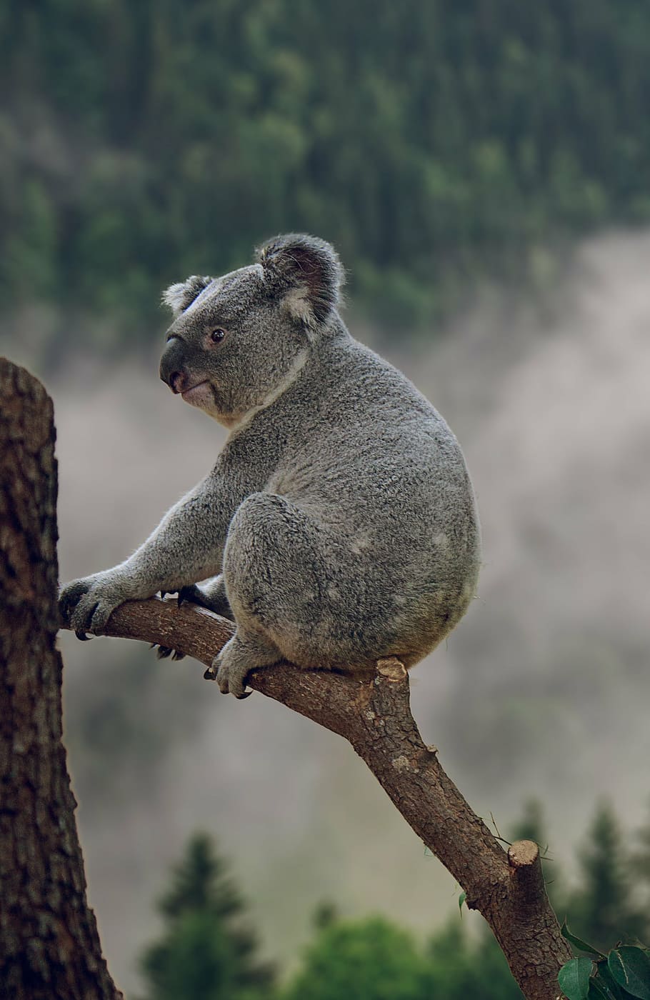 gray koala bear, phascolarctos, phascolarctos cinereus, purry, HD wallpaper