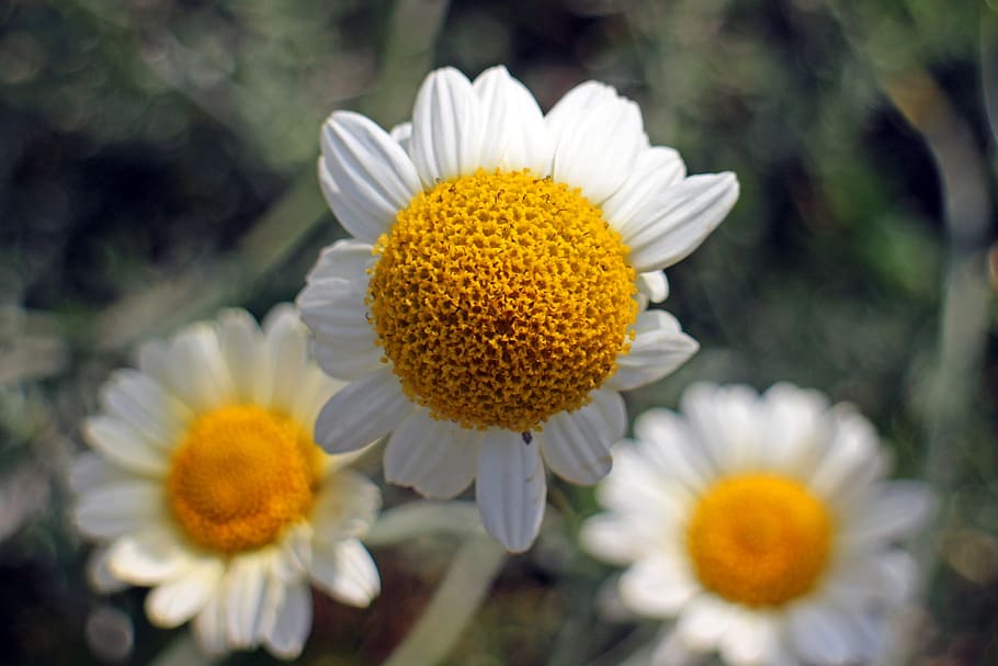 blossom, bloom, chamomile, composites, medicinal plant, medicinal herb HD wallpaper