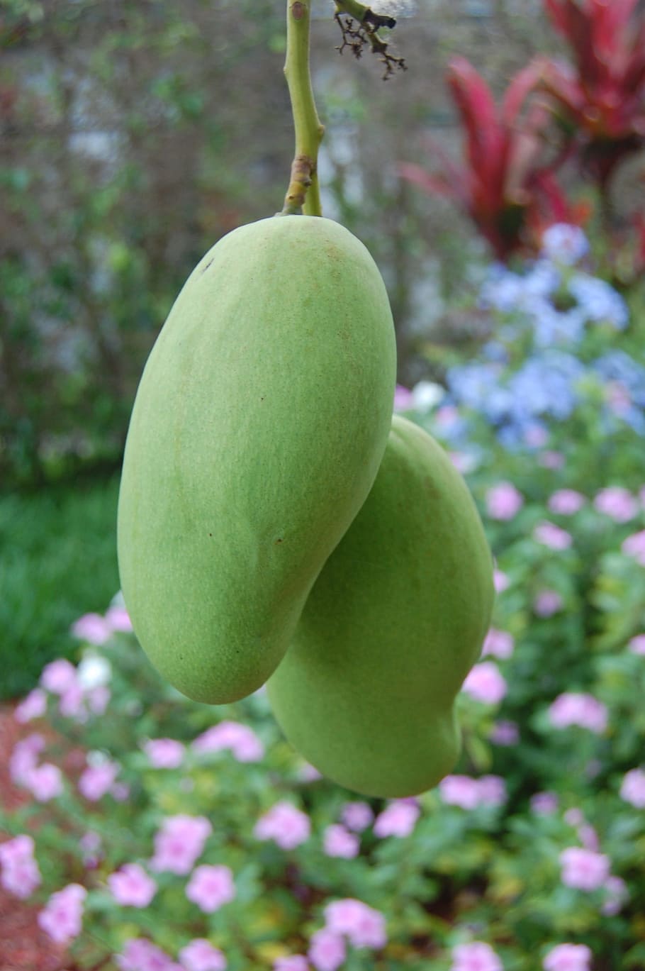Mango, Nature, Fruit, Tropical, green, gardening, farming, natural HD wallpaper