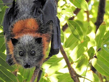 black and brown fruit bat on tree branch, wild, wildlife, environment HD wallpaper