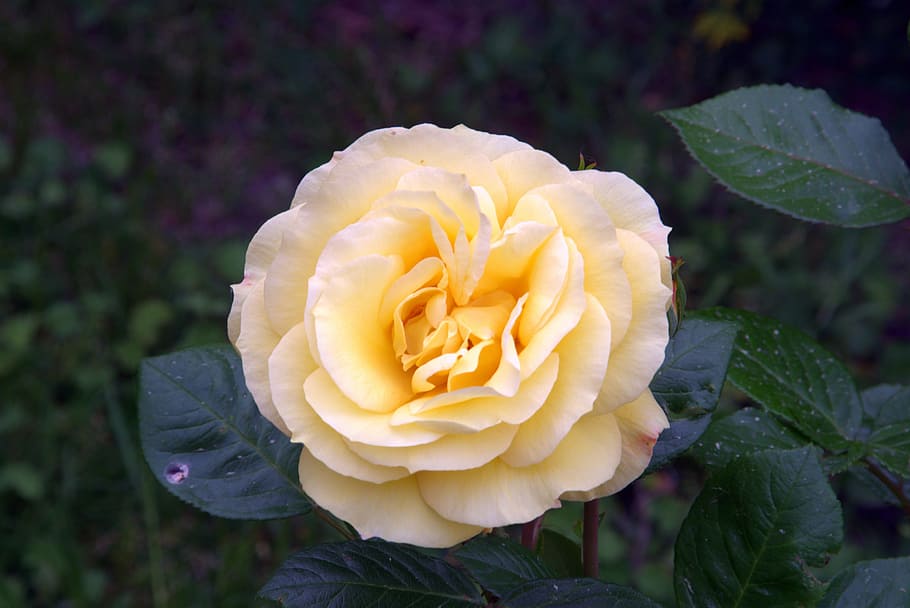 Tea, Orange, Flower, Flower, Garden, rose, beauty, plant, garden flowers HD wallpaper
