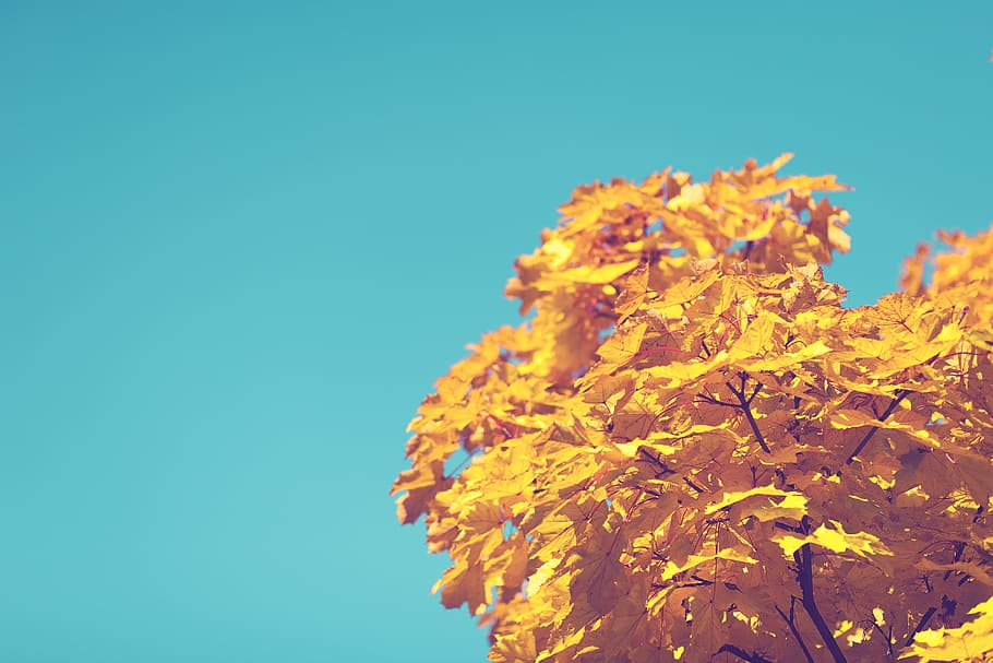 yellow leaf tree under blue sky during daytime, yellow maple tree HD wallpaper