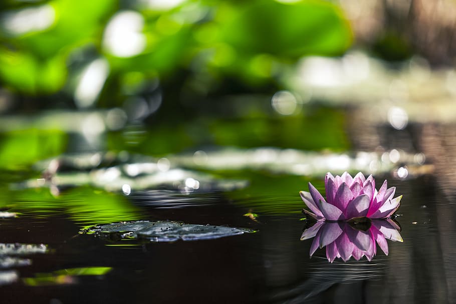 selective focus photography of fully bloomed purple water lily flower, HD wallpaper