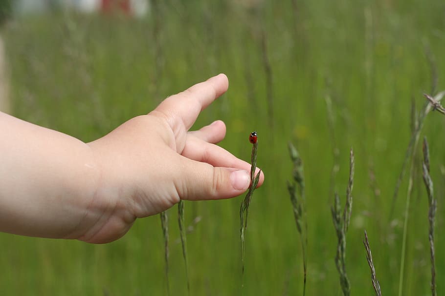 ladybug, grass, green, red, hand, child, palm, meadow, contact HD wallpaper